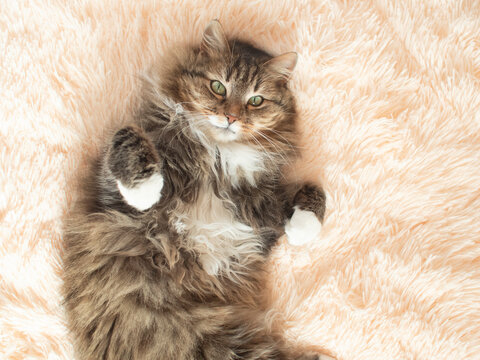 young fluffy ginger Siberian cat lying on bed looking up and relaxing, lovely pets, top view