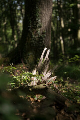 Baumwurzel mit natürlichem Licht-Schatten-Spiel