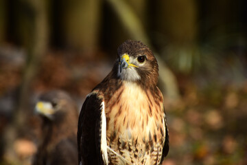 Falken – Falcon in Florida 
