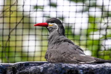 Inca Tern  / Exotic Bird with a mustache 