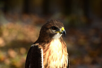 Falken – Falcon in Florida 