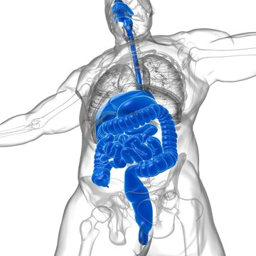 Human Digestive System Anatomy For Medical Concept 3D