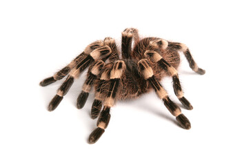 Brazilian whiteknee tarantula