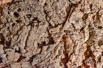 Cork tree texture closeup. Background, blank for design.