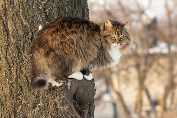 winter portrait of a beautiful red-haired Siberian cat on tree looking, pet walking outdoors