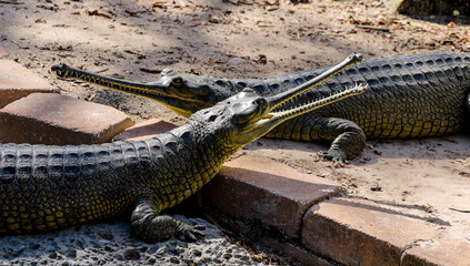 Endangered Gharial / Indian Crocodile 
