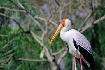 Portrait of a Stork 