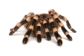 Brazilian whiteknee tarantula