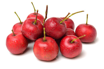 Hawthorn on a white background 