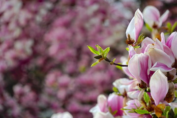 Magnolia pink blossom tree flowers, close up branch, outdoor.   