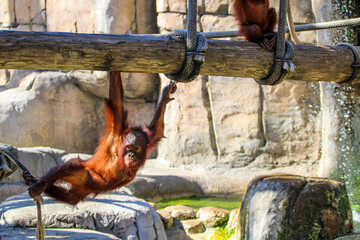 Orangutan playing at the zoo