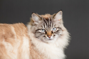 Fototapeta na wymiar portrait of fluffy Siamese cat with blue eyes on black studio background , beautiful domestic animals