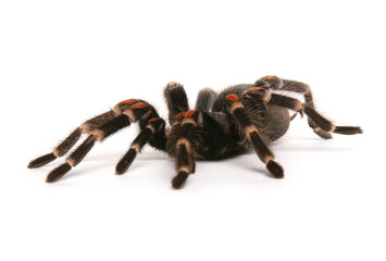 mexican flame knee tarantula