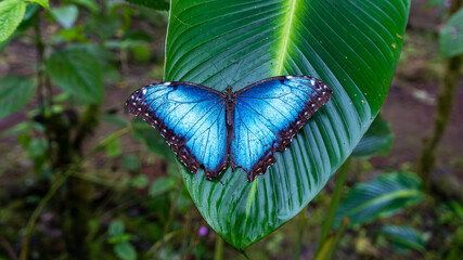 Beautiful close up view of the electric blue morpho butterfly in Costa Rica