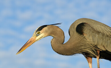 Great Blue Heron - Fischreiher in Florida