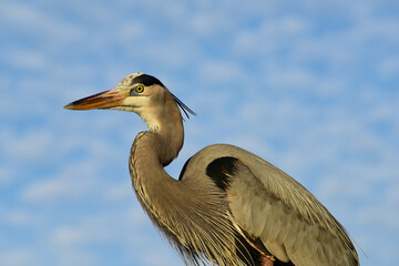 Great Blue Heron - Fischreiher in Florida