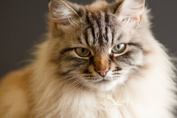 face of fluffy Siamese cat with blue eyes, concept beautiful domestic animals