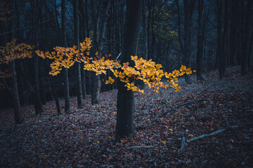 Herbst in einem Laubwald, Rotbuche