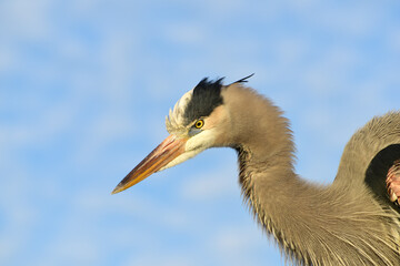 Great Blue Heron - Fischreiher in Florida