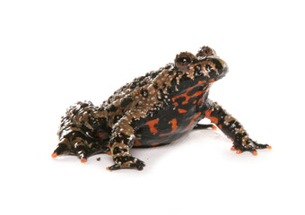 Fire-bellied toad
