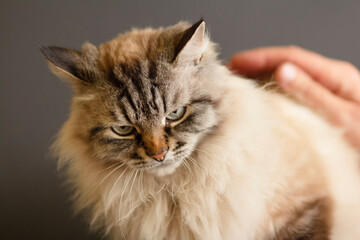portrait of fluffy Siamese cat with blue eye, angry animal face, concept pet