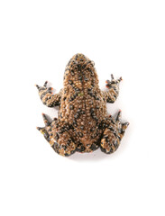 Fire-bellied toad