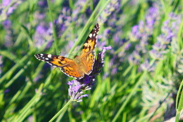 Butterfly in lavender field