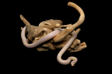 Obraz premium Albino striped common kingsnake