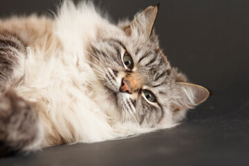 portrait of fluffy Siamese cat with blue eyes lies on a black background , concept beautiful domestic animals