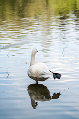 A white swan stands on one leg in the pond water, which reflects the trees. Portrait of a graceful bird with a beautiful long neck. Elegance, grace, beauty of nature, swan lake concept.