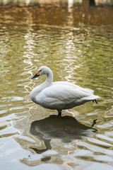 A white swan stands on one leg in the pond water, which reflects the trees. Portrait of a graceful bird with a beautiful long neck. Elegance, grace, beauty of nature, swan lake concept.