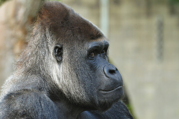 Close-up of smiling mountain gorilla
