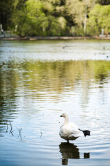 A white swan stands on one leg in the pond water, which reflects the trees. Portrait of a graceful bird with a beautiful long neck. Elegance, grace, beauty of nature, swan lake concept.
