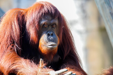 Portrait of an Orangutan 