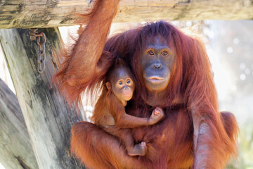 orangutan with baby / mom and child © LifeGemz