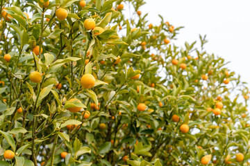 キンカン（金柑）