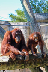 Two Orangutans at the zoo, mother and baby 