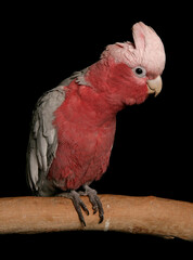 rose breasted cockatoo