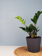 plant in pot over blue wall background with copy space