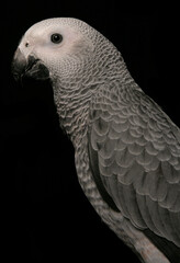Congo African Grey Parrot
