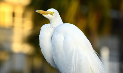 Great Egret - Silberreiher in Florida