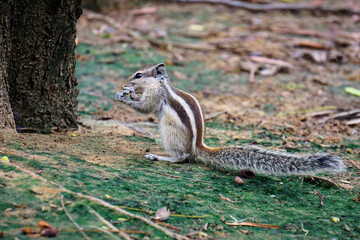 Indian Palm Squirrel can be frequently encounter in the parks and even the streets of India. Delhi
