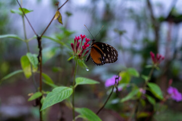 Beautiful close up view of the Monarch butterfly in Costa Rica
