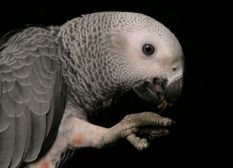 Congo African Grey Parrot