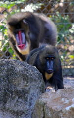 Two Mandrill monkey 