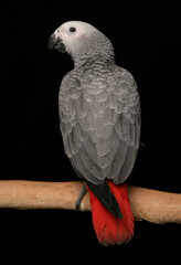 Congo African Grey Parrot