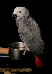Congo African Grey Parrot