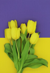 yellow tulips on a violet and yellow background, copy space