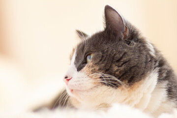 cute curious grey cat lying on bed on plaid indoors and looking playful, concept of lovely pets, cozy morning