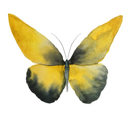 The yellow and grey watercolor butterfly for wedding invitation card or postcard, for print on fabric or dishes..